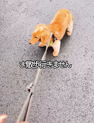 散歩拒否発動中…