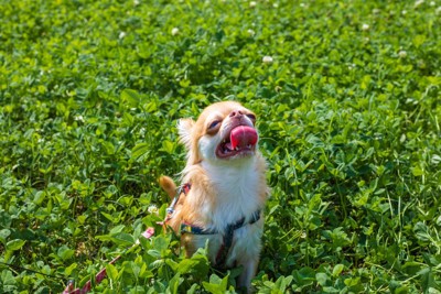 舌を出して息する犬