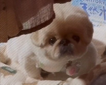 キョトン
