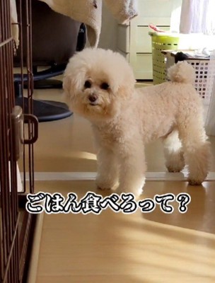 「ご飯食べろってこと？」