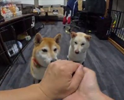 柴犬