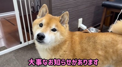 犬に話しかける女性