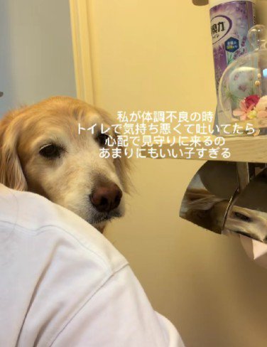 心配そうに見守るわんこ