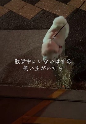 飼い主さんに近付いてきて…