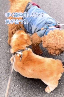 プリンちゃん「お互いお散歩好きよね」
