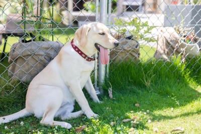 屋外で暑そうな犬