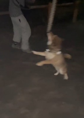 紐をくわえる犬5