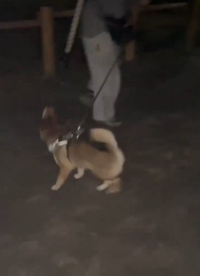 紐を探す犬