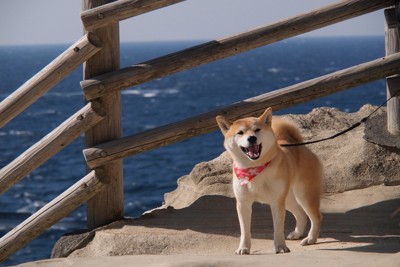 海が見える、柴犬