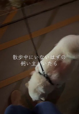 飼い主さんの足元へ