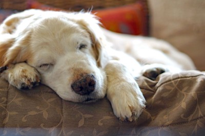 眠る老犬