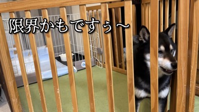 「もう限界…外に連れて行って！」