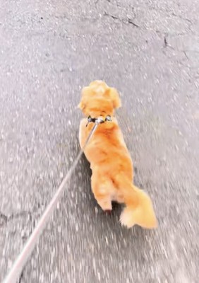 プリンちゃんの元へダッシュ！