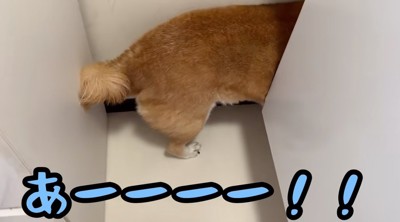 洗濯機と壁の隙間に入る犬
