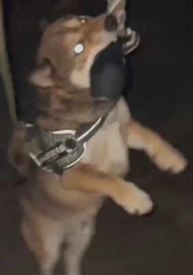 紐をくわえる犬3
