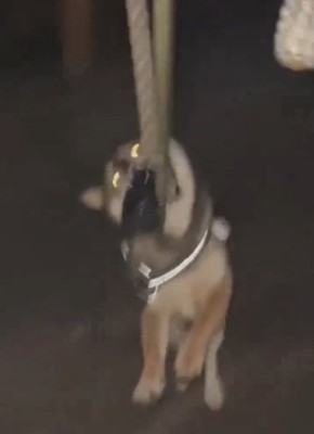 正面を向く犬