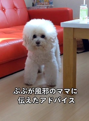 体調不良を愛犬にアピール
