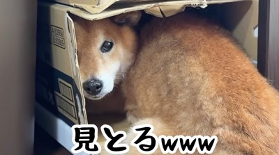 ダンボールに頭を入れたままふり返る犬
