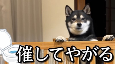 トイレに行きたいようです！