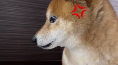 女性から視線を逸らす犬