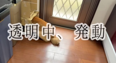 ダンボールの中に頭を入れる犬