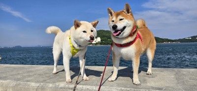 海