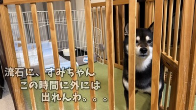 飼い主さんは「家のトイレでして」と説得