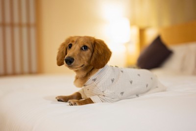 服を着た茶のダックス