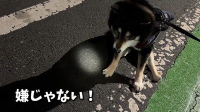 「もっとお散歩したい！」と拒否
