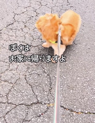 「お家はあっちです」