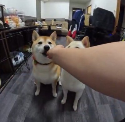 オヤツ