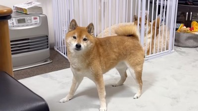 足を広げて警戒する犬