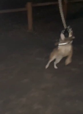 紐をくわえる犬4