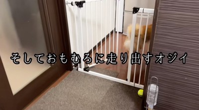 走って部屋を出る犬
