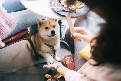 飲食、足元に柴犬