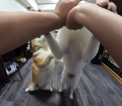 荒ぶる