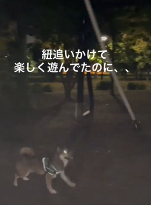 紐を見ている犬1