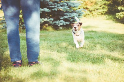 駆け寄る犬