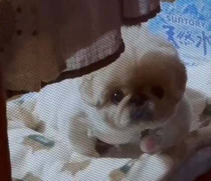 お留守番
