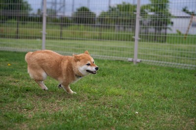 走る柴犬