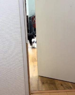 目が合うと…