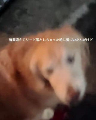 すぐに気付いたわんこ