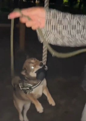 紐をくわえる犬2