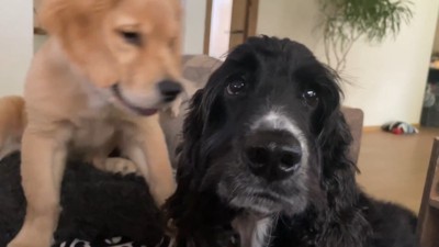 ルーク君が割り込むと…