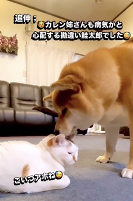 猫を気遣う犬
