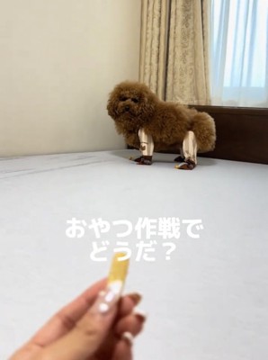 おやつを見つめる犬