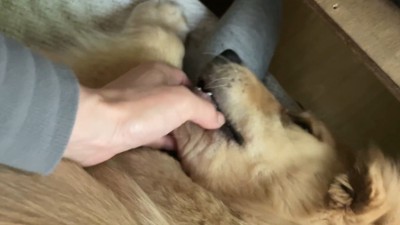 るこる君がママさんに甘えると…