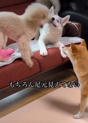 一緒に遊びたくて…