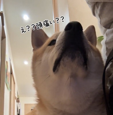 見上げる犬