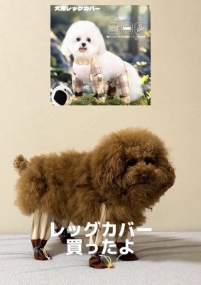 レッグカバーを履いた犬